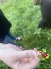 Trifolium incarnatum