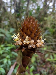 Guzmania triangularis