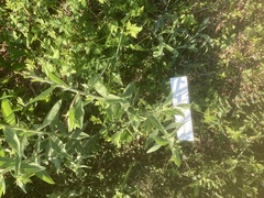 Cardiospermum halicacabum