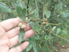 Quercus arizonica