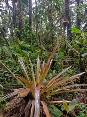 Guzmania triangularis