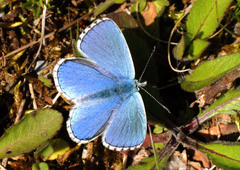 Polyommatus bellargus