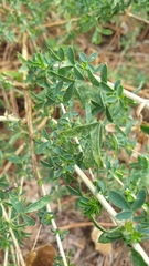 Adenocarpus complicatus