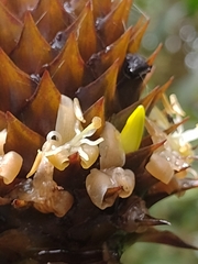 Guzmania triangularis