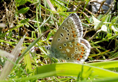 Polyommatus bellargus