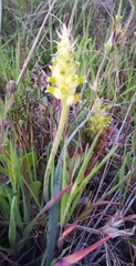 Lachenalia lutea