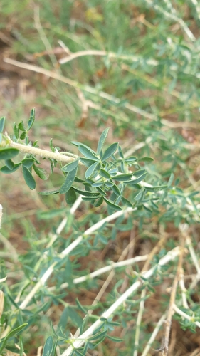 Image of Adenocarpus complicatus by (c) Gianluca Congi🪶🦆🌲, some rights reserved (CC BY-SA)