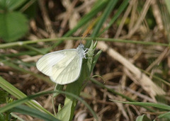 Leptidea juvernica