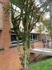 Bauhinia variegata