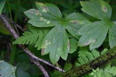 Entyloma