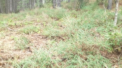 Adenocarpus complicatus