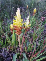 Lachenalia lutea