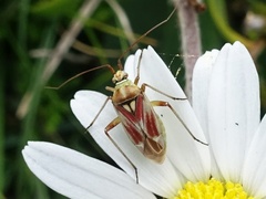 Calocoris roseomaculatus