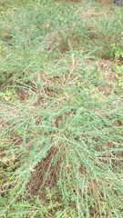 Adenocarpus complicatus