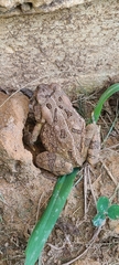 Anaxyrus fowleri