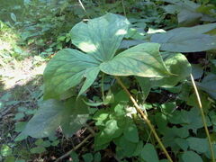 Trillium cernuum