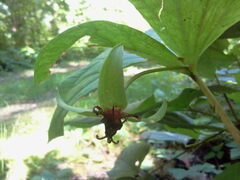Trillium cernuum