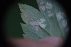 Entyloma