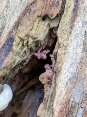 Stemonitis splendens
