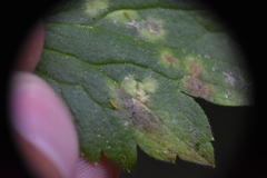 Entyloma