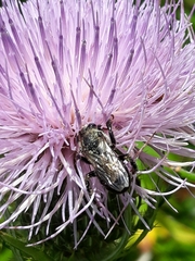 Melissodes desponsus