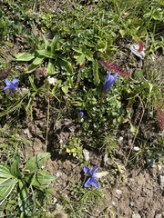 Gentianopsis ciliata