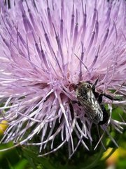 Melissodes desponsus