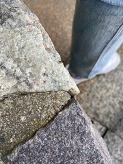 Formicidae