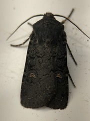 Euxoa velleripennis