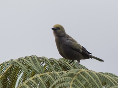 Thraupis palmarum