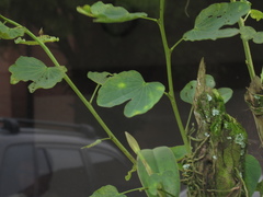 Bauhinia variegata