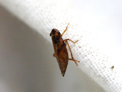 Cicadellidae