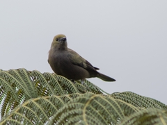 Thraupis palmarum