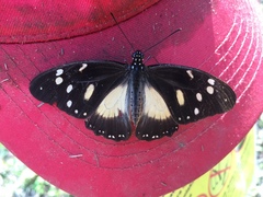 Papilionoidea