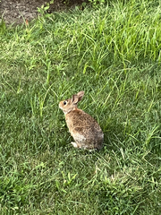 Sylvilagus floridanus
