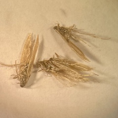 Pterygota