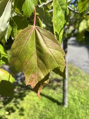 Acer rubrum