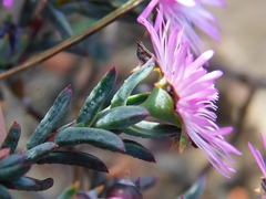 Lampranthus elegans