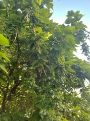 Catalpa