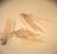 Pterygota
