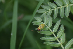 Diabrotica balteata