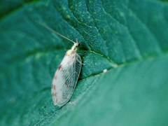 Hemerobius marginatus