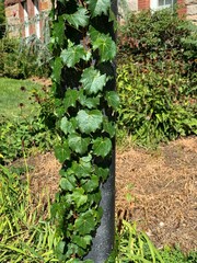 Parthenocissus tricuspidata