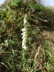 Spiranthes spiralis