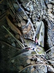Hyles euphorbiae