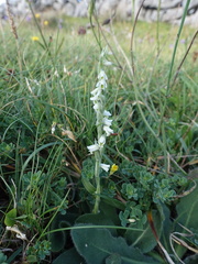 Spiranthes spiralis