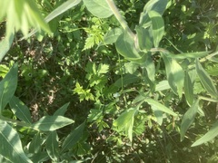 Cardiospermum halicacabum