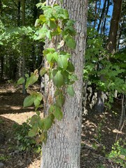 Toxicodendron radicans