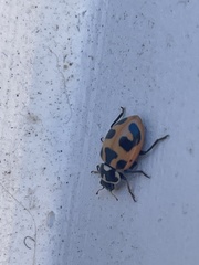 Hippodamia parenthesis