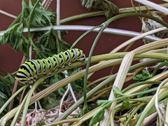 Papilio polyxenes asterius